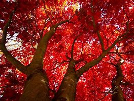 Image result for Tree with Red Inside