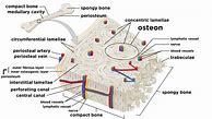 Image result for Open Diagram of Bone