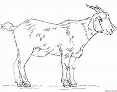 Image result for Goat Man Drawing