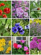 Image result for Best Deer Resistant Flowers