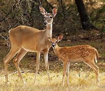 Image result for Female Baby Deer