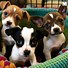 Image result for Rat Terrier Chihuahua Mix Puppies