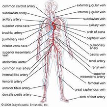 Image result for Arteries in Circulatory System