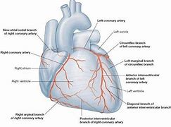 Image result for Atrioventricular Nodal Artery