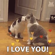 Image result for I Love Cats