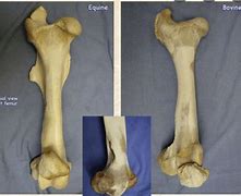 Image result for Femur Osteology