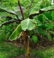 Image result for Banana Palm Tree Fruit