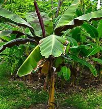 Image result for Banana Palm Tree