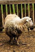 Image result for Dirty Sheep