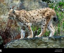 Image result for A Lynx Cat