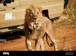 Image result for Male Lion Carrying Cub