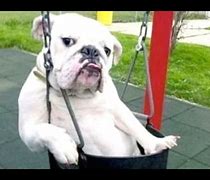 Image result for Funny Dog V