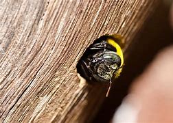 Image result for What Do Carpenter Bees Look Like