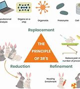 Image result for 3Rs in Animal Research