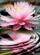 Image result for Lotus Theme GIF