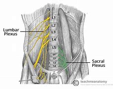 Image result for Coccygeal Plexus