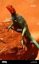 Image result for African Rainbow Lizard