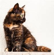 Image result for Tortoise Shell Lion Kitten