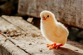 Image result for Chick Culling