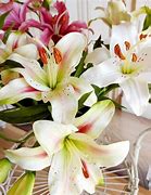 Image result for White Stargazer Lilies