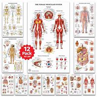 Image result for Osteon Anatomy Poster