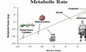 Image result for Define Metabolic Rate