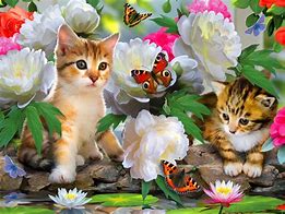 Image result for Cat and Butterfly Wallpaper