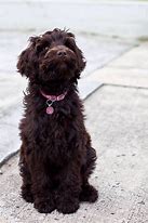 Image result for Chocolate Labradoodle