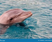 Image result for Dolphin with Red Nose