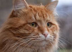 Image result for Red Ginger Cat