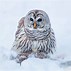 Image result for Barred Owl Gifts