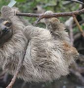 Image result for Baby 3 Toed Sloth