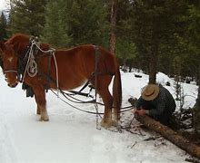 Image result for Draft Horse Logging