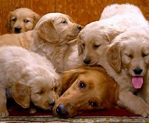 Image result for Dog Family Images