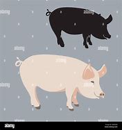 Image result for Pig Front Profile