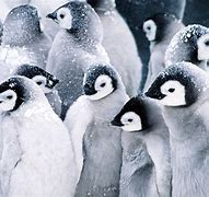 Image result for Penguin Laptop Wallpaper