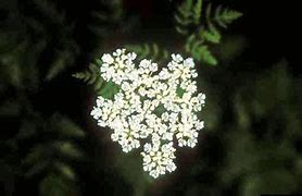 Image result for Poison-hemlock Map