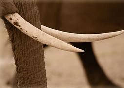 Image result for Baby Elephant Tusks