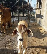 Image result for Baby Cow Bull