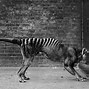 Image result for Thylacine Tiger