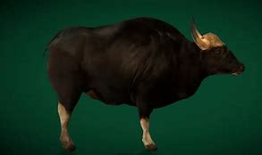 Image result for Gaur vs Bison