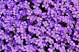 Image result for Voile Flowers