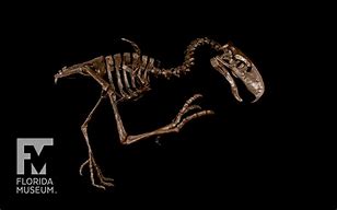 Image result for Titanis Walleri Prehistoric Fauna