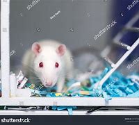 Image result for Grey Rat Blue Eyes