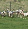 Image result for Wild Scimitar-Horned Oryx