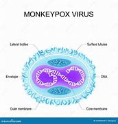 Image result for Pox Virus Structure