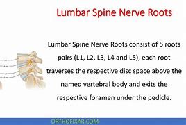 Image result for L5 Nerve Function