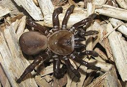 Image result for Ravine Trapdoor Spider