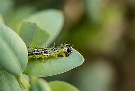 Image result for Box Tree Moth Eggs QTY