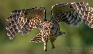 Image result for Barred Owl Gifts